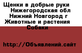 Щенки в добрые руки !!! - Нижегородская обл., Нижний Новгород г. Животные и растения » Собаки   